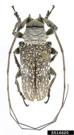  Lochmaeocles callidryas ; © E.H. Nearns